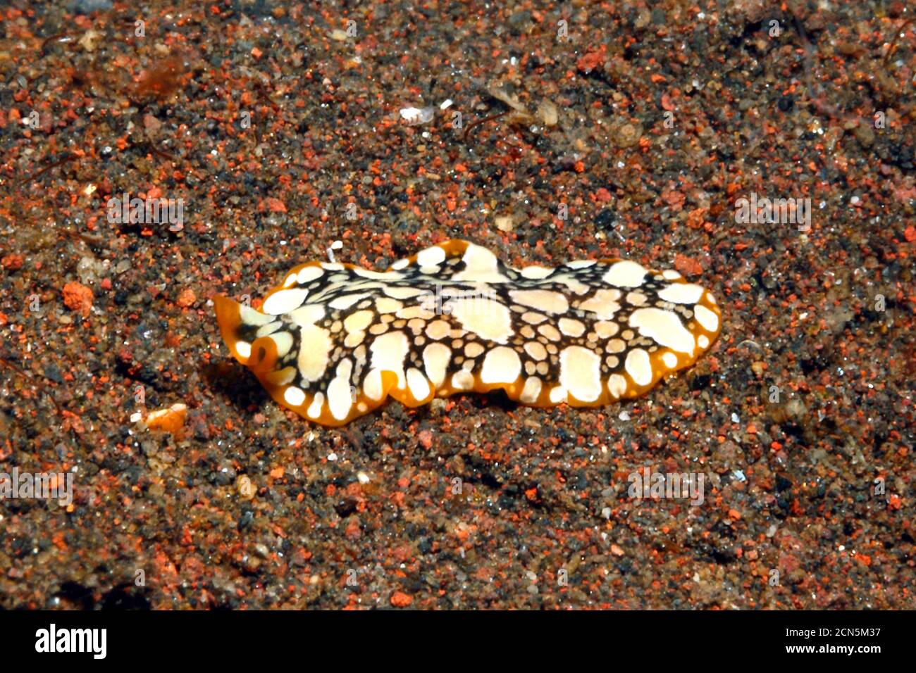 Marine Flatworm, Pseudoceros scintillatus. Tulamben, Bali, Indonesia. Bali Sea, Indian Ocean Stock Photo