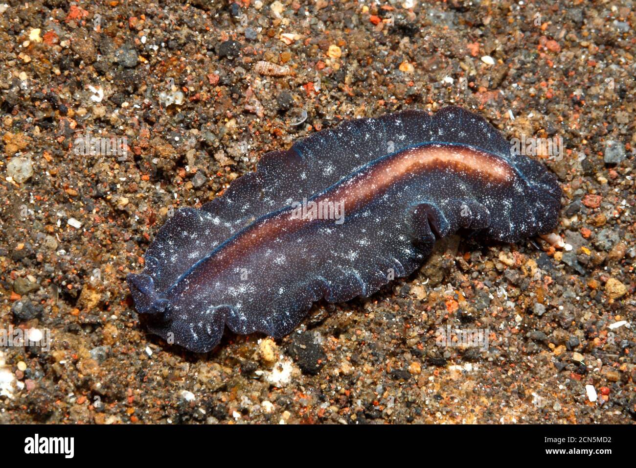 Marine Flatworm. Tulamben, Bali, Indonesia. Bali Sea, Indian Ocean Stock Photo