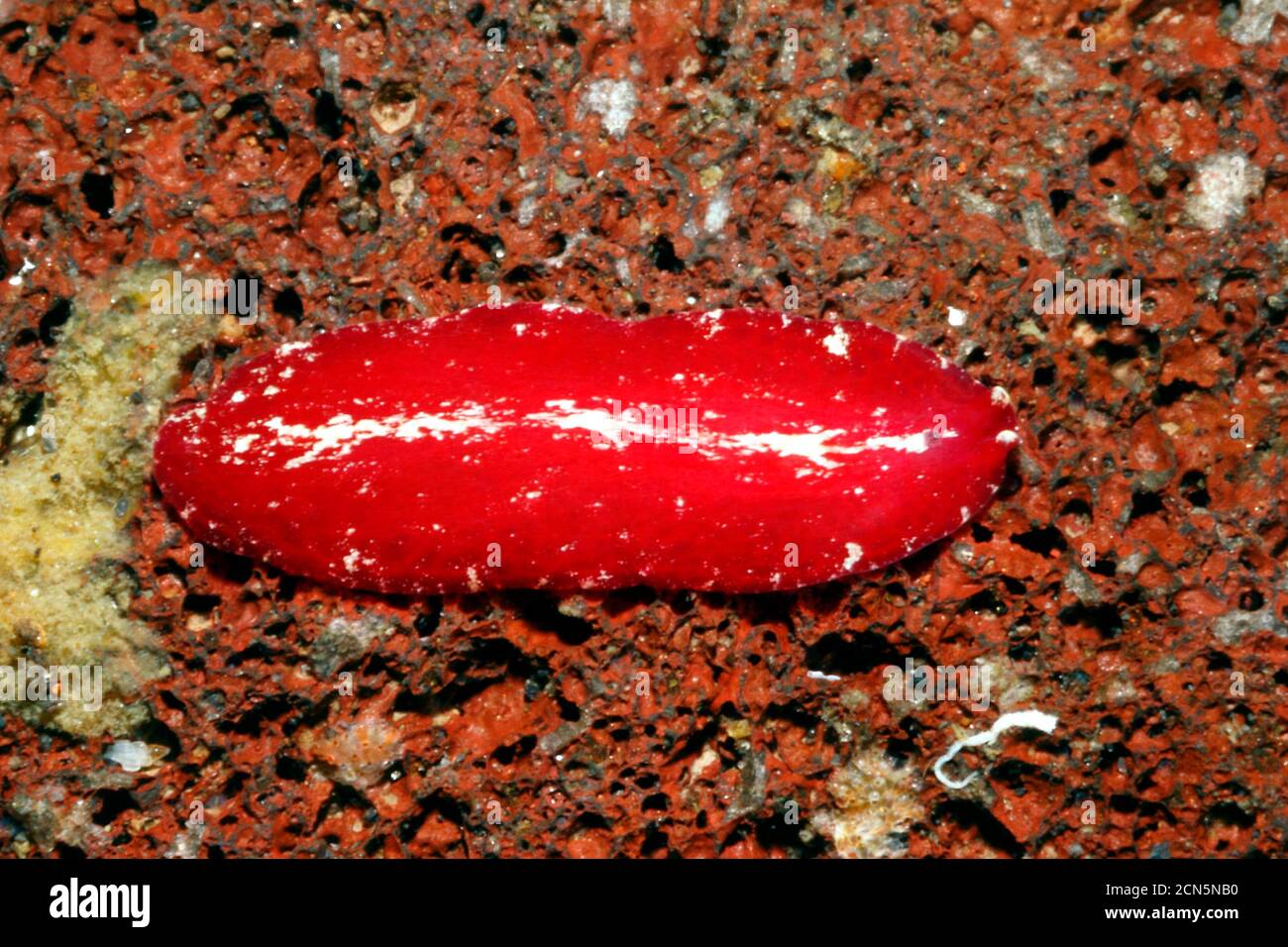 Marine Flatworm, Pseudoceros sp. Tulamben, Bali, Indonesia. Bali Sea, Indian Ocean Stock Photo