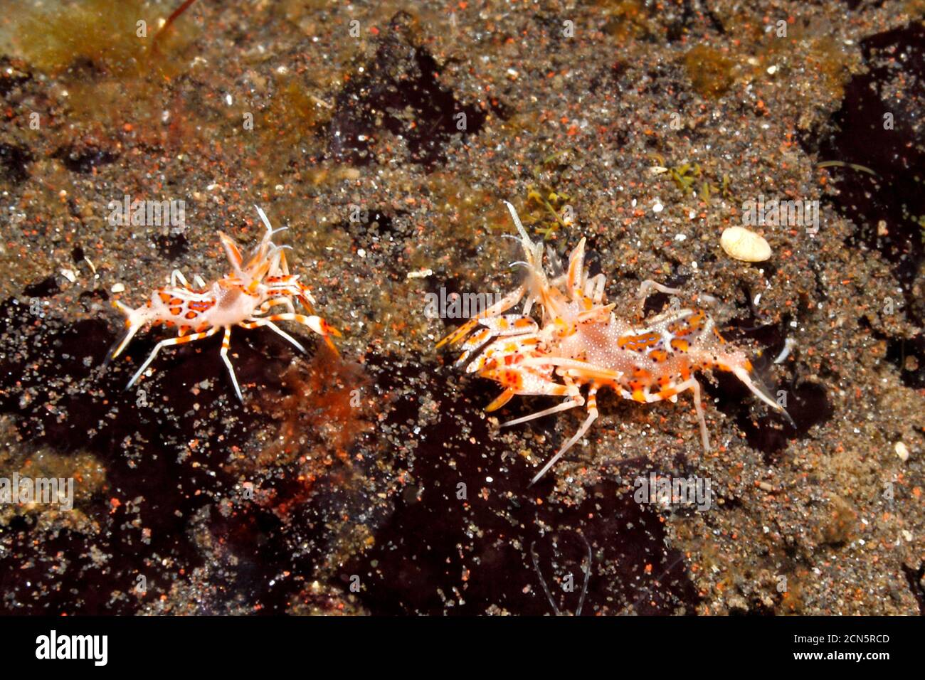 Spiny Tiger Shrimp male and female, Phyllognathia ceratophthalma. Also known as a Bongo Shrimp. Tulamben, Bali, Indonesia. Bali Sea, Indian Ocean Stock Photo