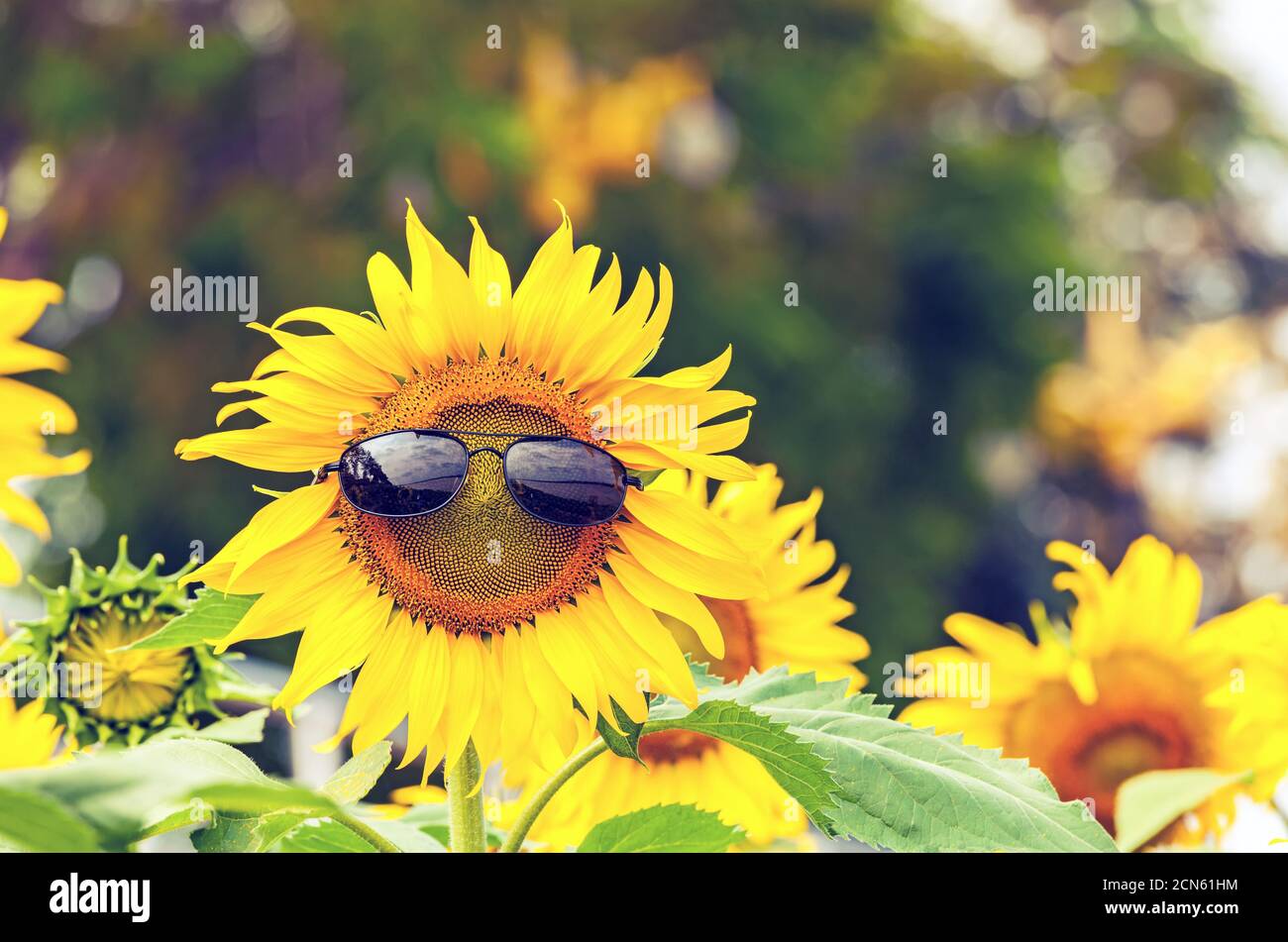 Sunflower wearing black sunglasses on natural light Stock Photo