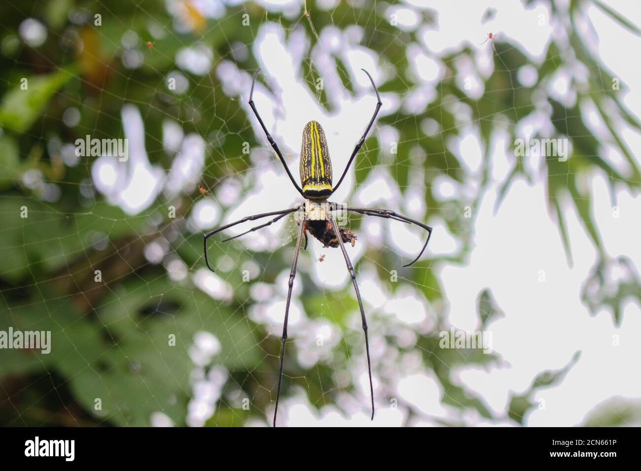 spider,Spider siting on the net,big spider,spider in asis images Stock Photo