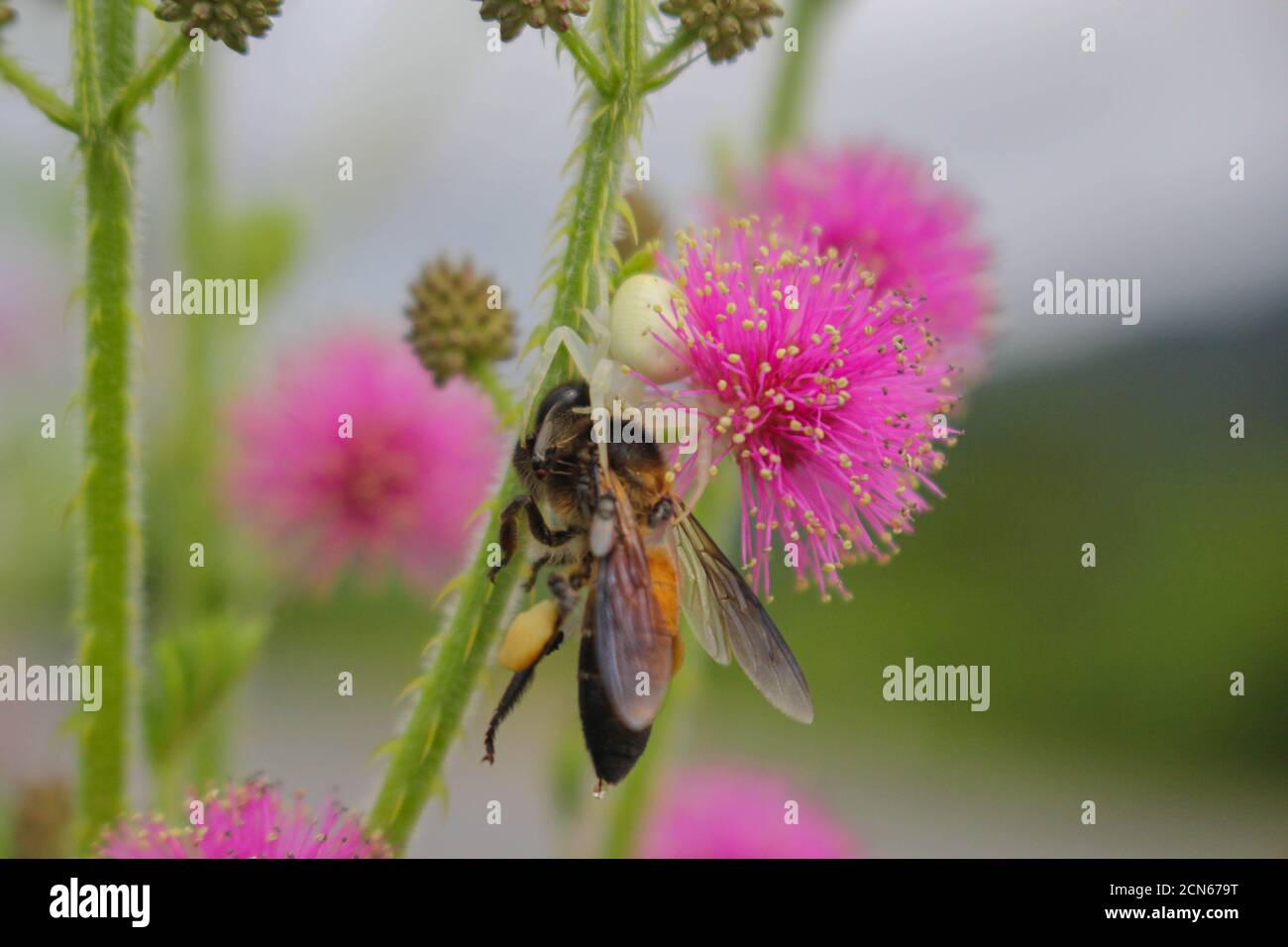 Beautiful Thorn Flower Pink Flower Flower In Asia Images Stock Photo Alamy Beautiful Thorn Flower Pink Flower Flower In Asia Images Stock Photo Alamy
