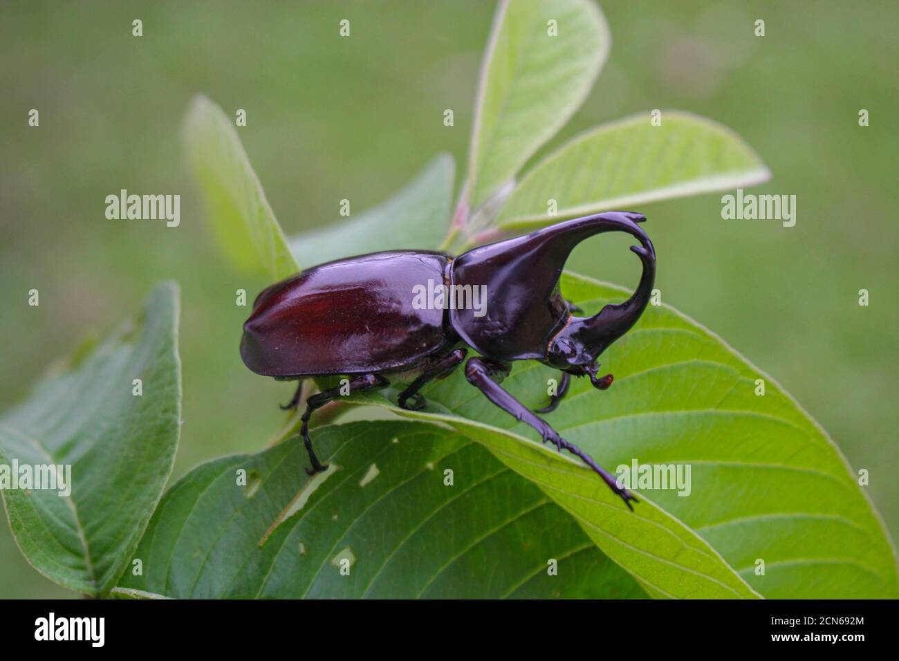 Horn beetlel, Rhino beetlel,Horn beetlel on the leaf in nature Stock Photo