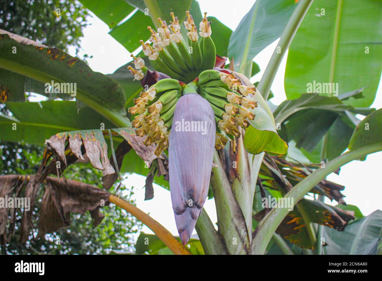 Big banana hires stock photography and images Alamy