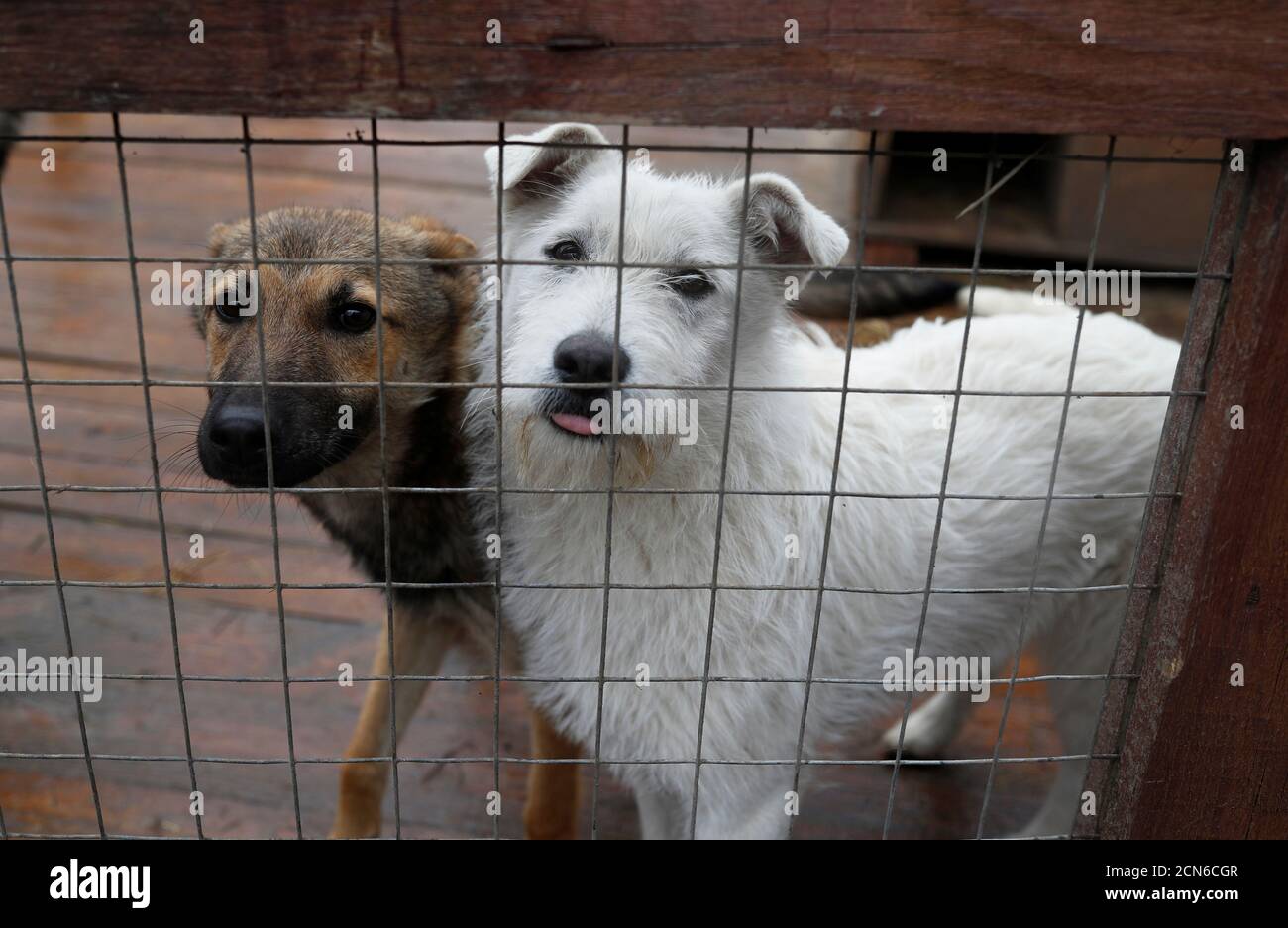 Dogs are seen in their enclosure at an animal shelter in the town of Odintsovo in Moscow region, Russia April 25, 2020. Volunteers from Moscow and surrounding region launched an online pet Dogs are seen in their enclosure at an animal shelter in the town of Odintsovo in Moscow region, Russia April 25, 2020. Volunteers from Moscow and surrounding region launched an online pet