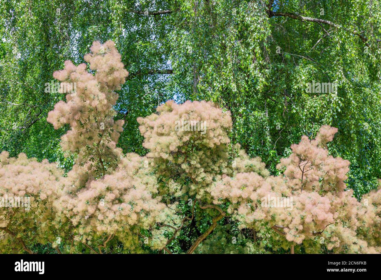 Beautiful Cotinus Coggygria from the Anacardiaceae family Stock Photo