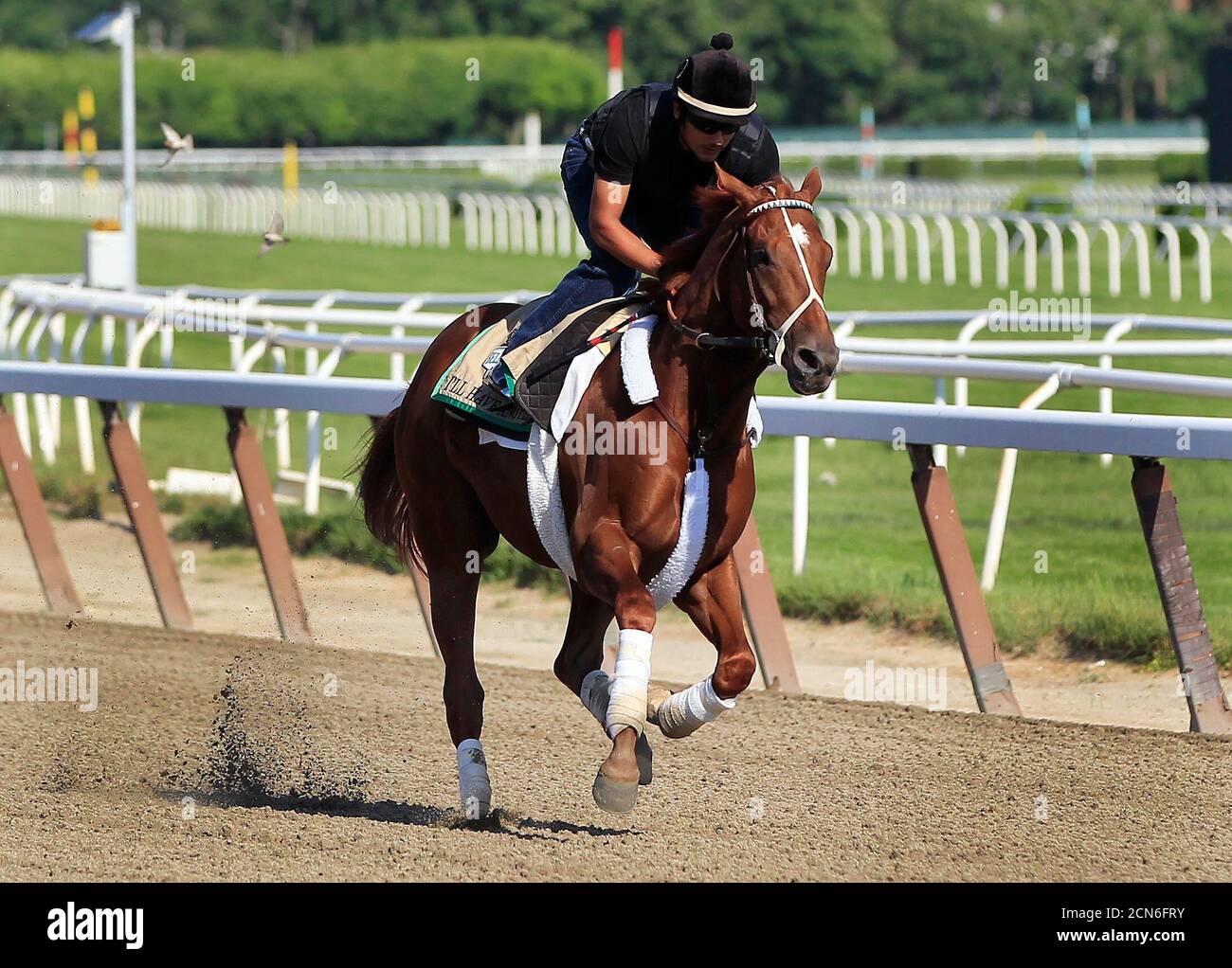 Triple Crown hopeful I'll Have Another gallops during morning workout at Belmont Park in Elmont, New York, June 1, 2012.    REUTERS/Shannon Stapleton (UNITED STATES - Tags: SPORT HORSE RACING ANIMALS) Stock Photo