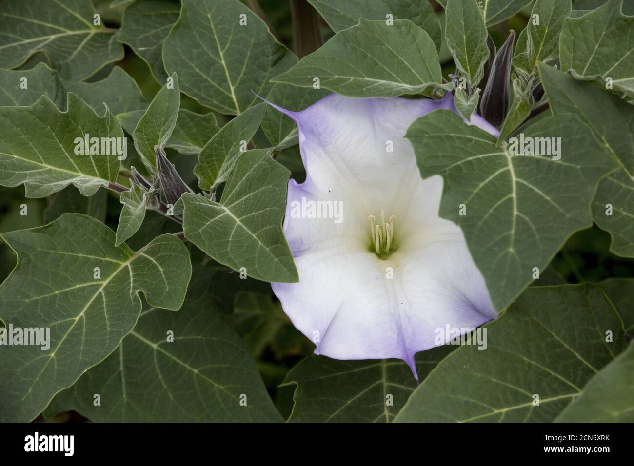nightshade plant Physochlaina orientalis in the botanical garden - flower and leaves Stock Photo