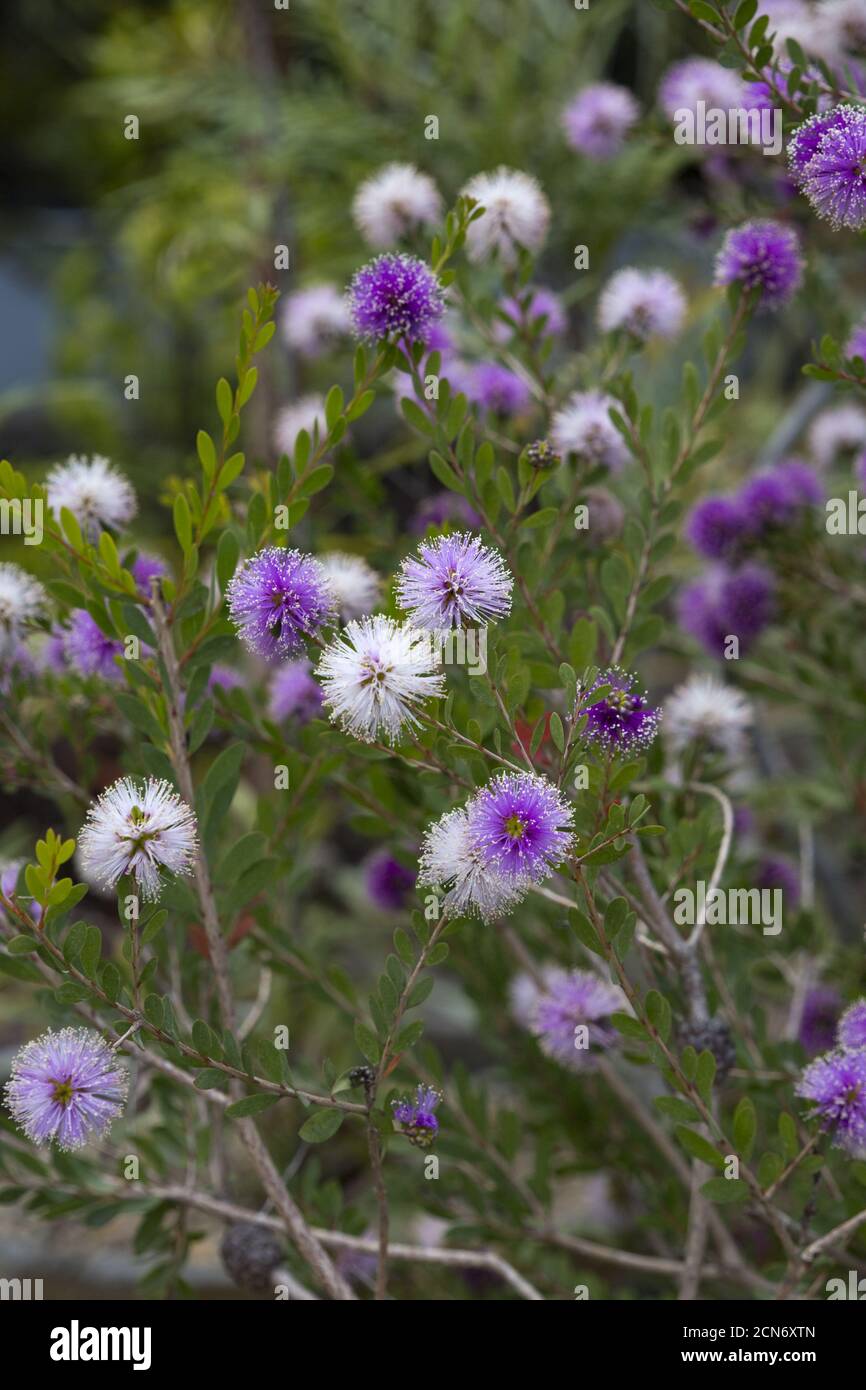 Island myrtle heath (Melaleuca nesophila) - flowering plant in the botanical garden Stock Photo