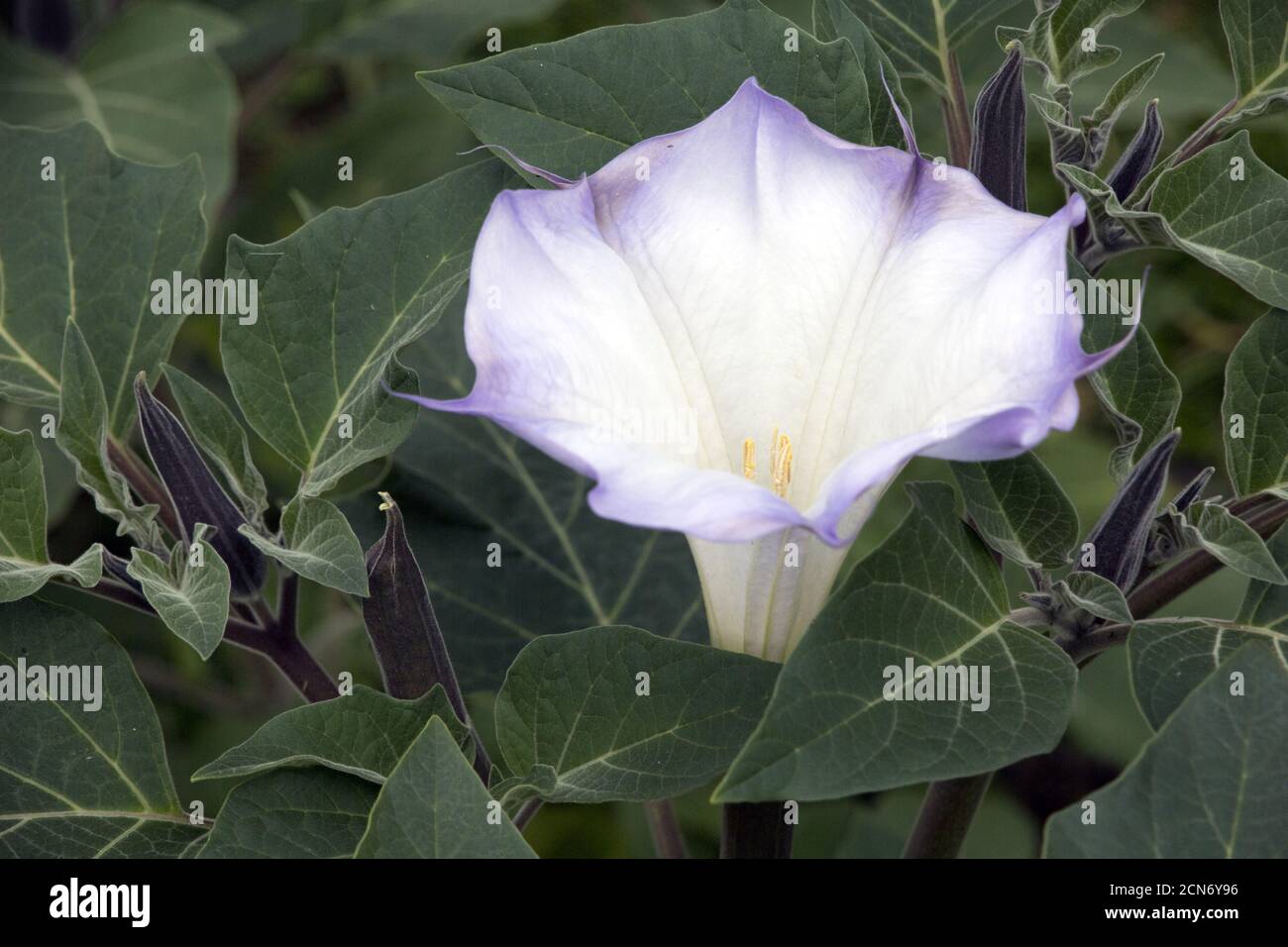 nightshade plant Physochlaina orientalis in the botanical garden - flower and leaves Stock Photo