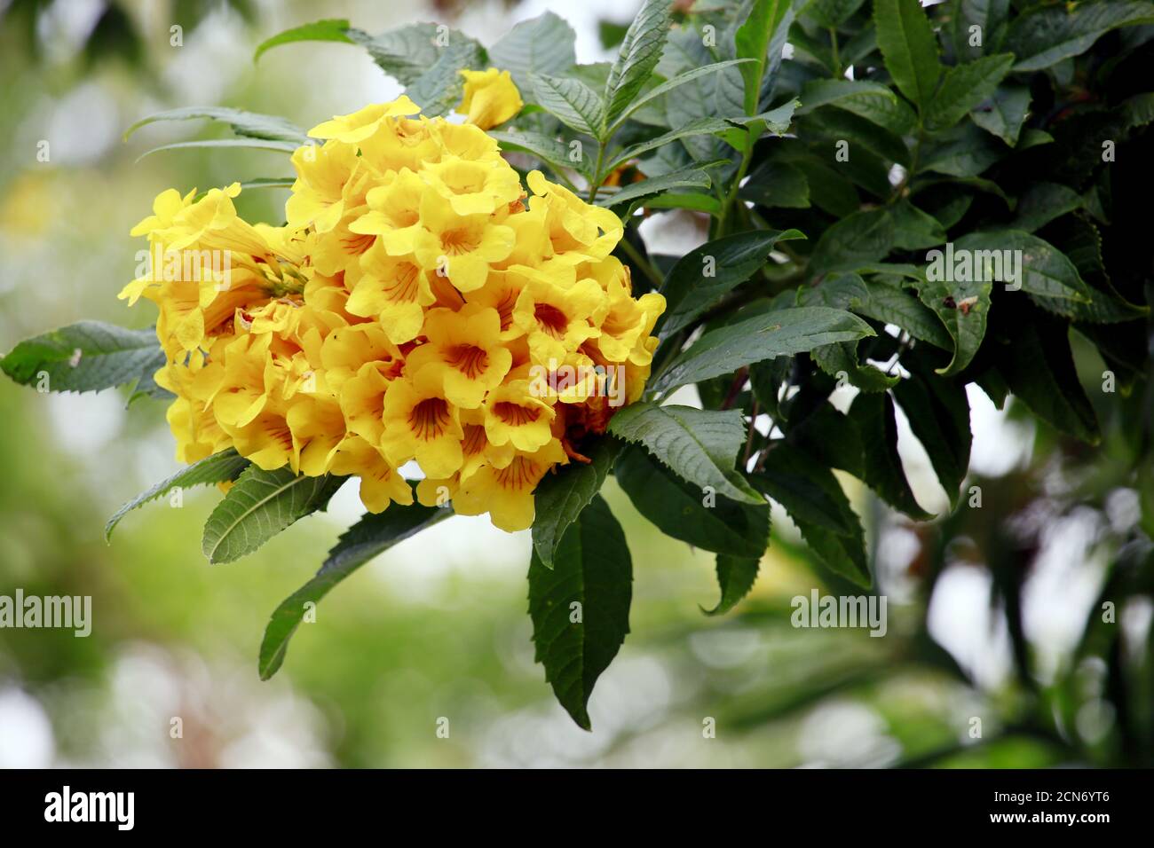 Yellow ginger thomas flower hires stock photography and images Alamy