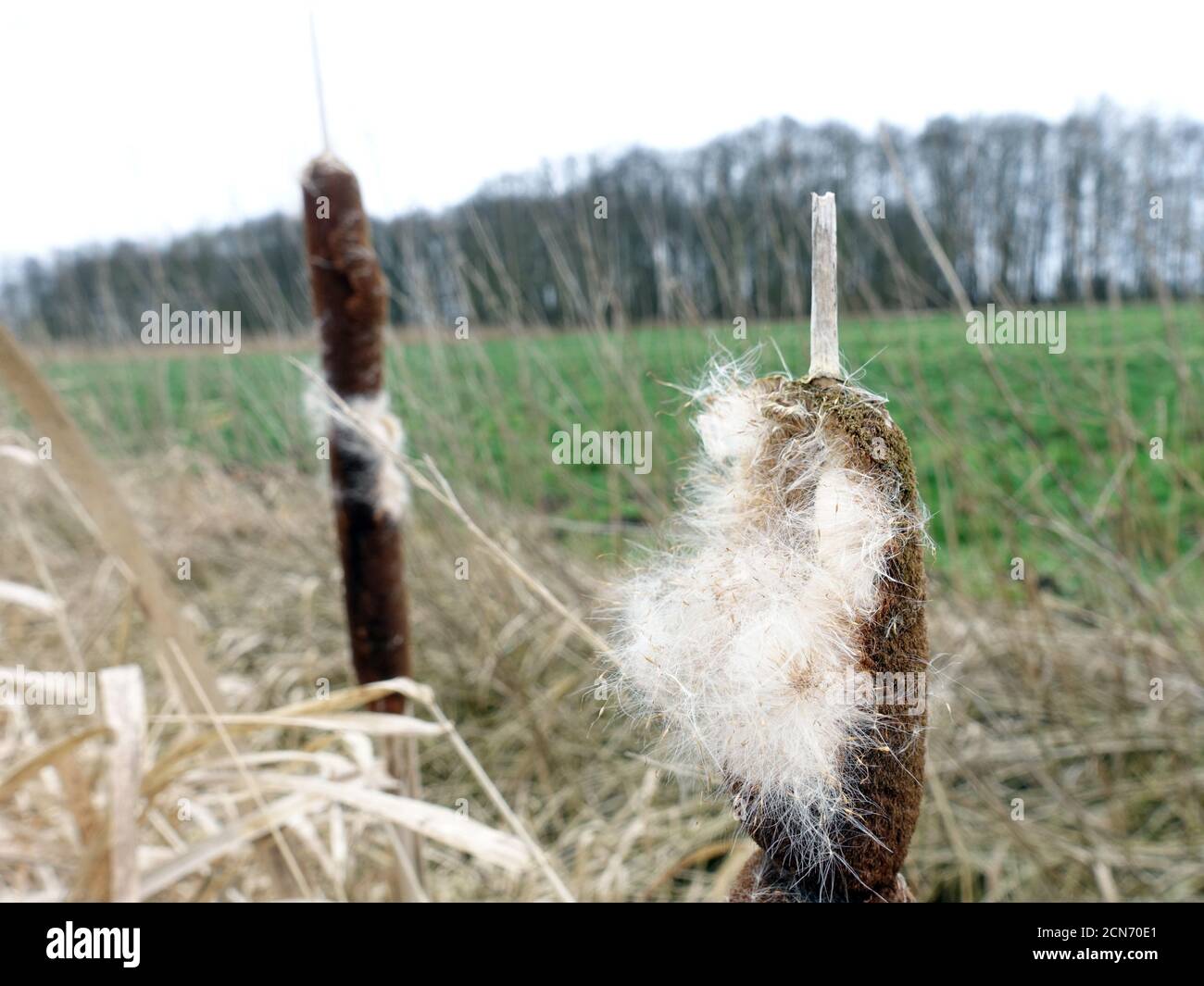 Bulrush or cattail (Typha spec.) - infructescence with flying seeds Stock Photo