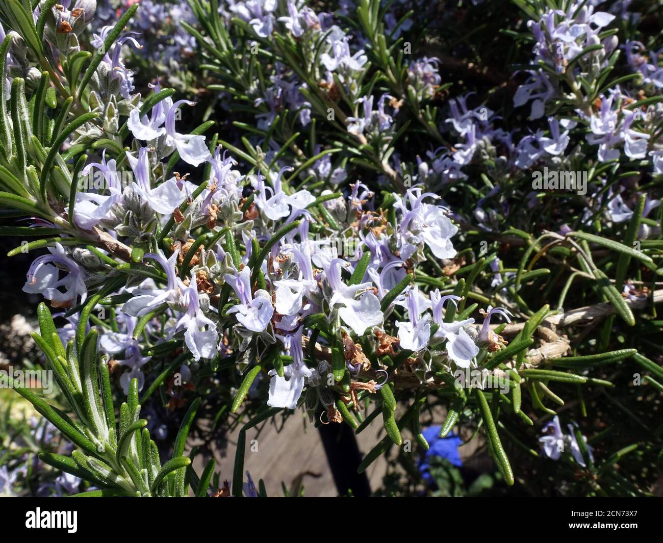 Rosemary (Rosmarinus officinalis) flowering shrub in the herb bed Stock Photo Alamy