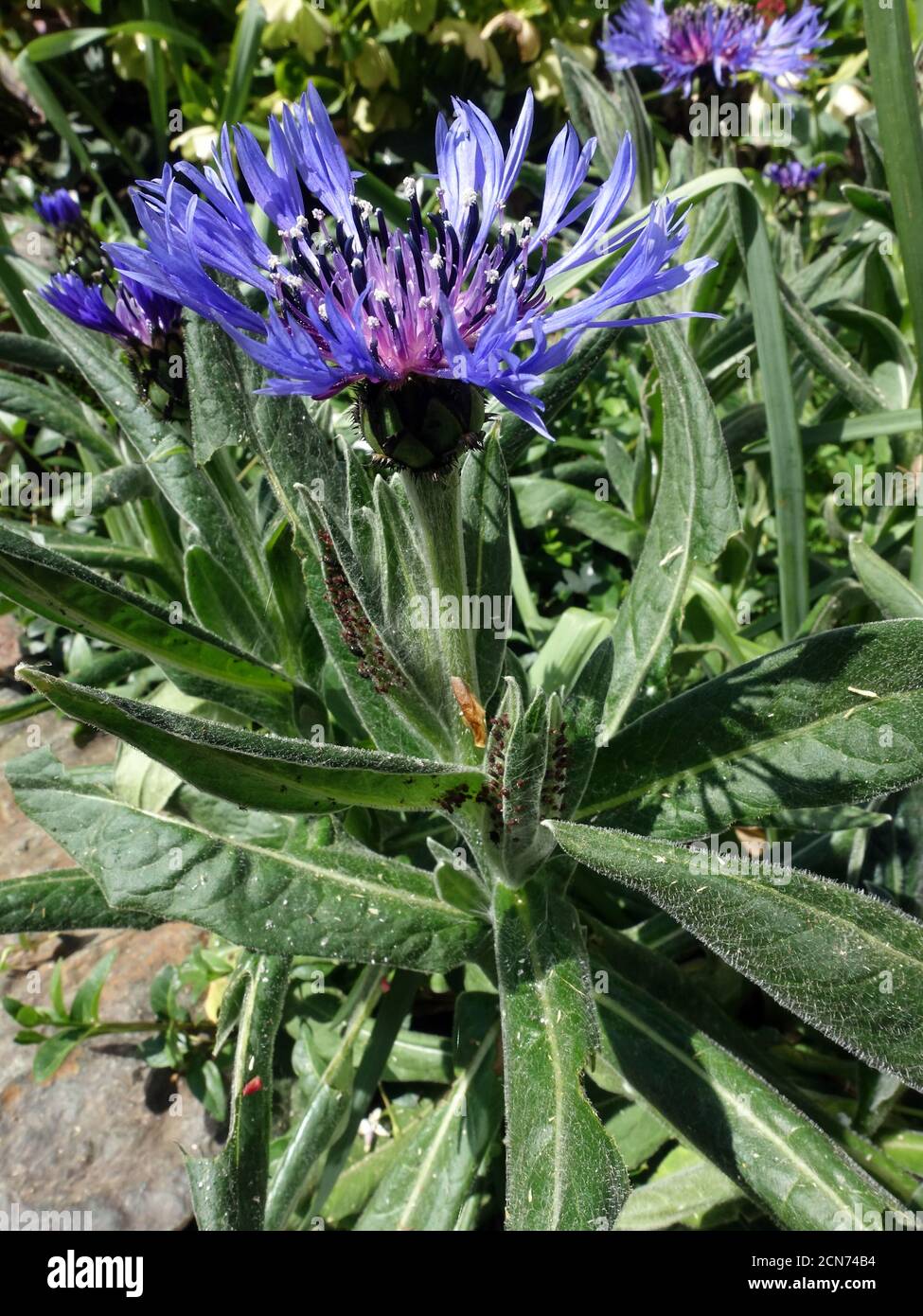 blue of blossom of mountain cornflower (Cyanus montanus, Syn. Centaurea angustifolia) Stock Photo