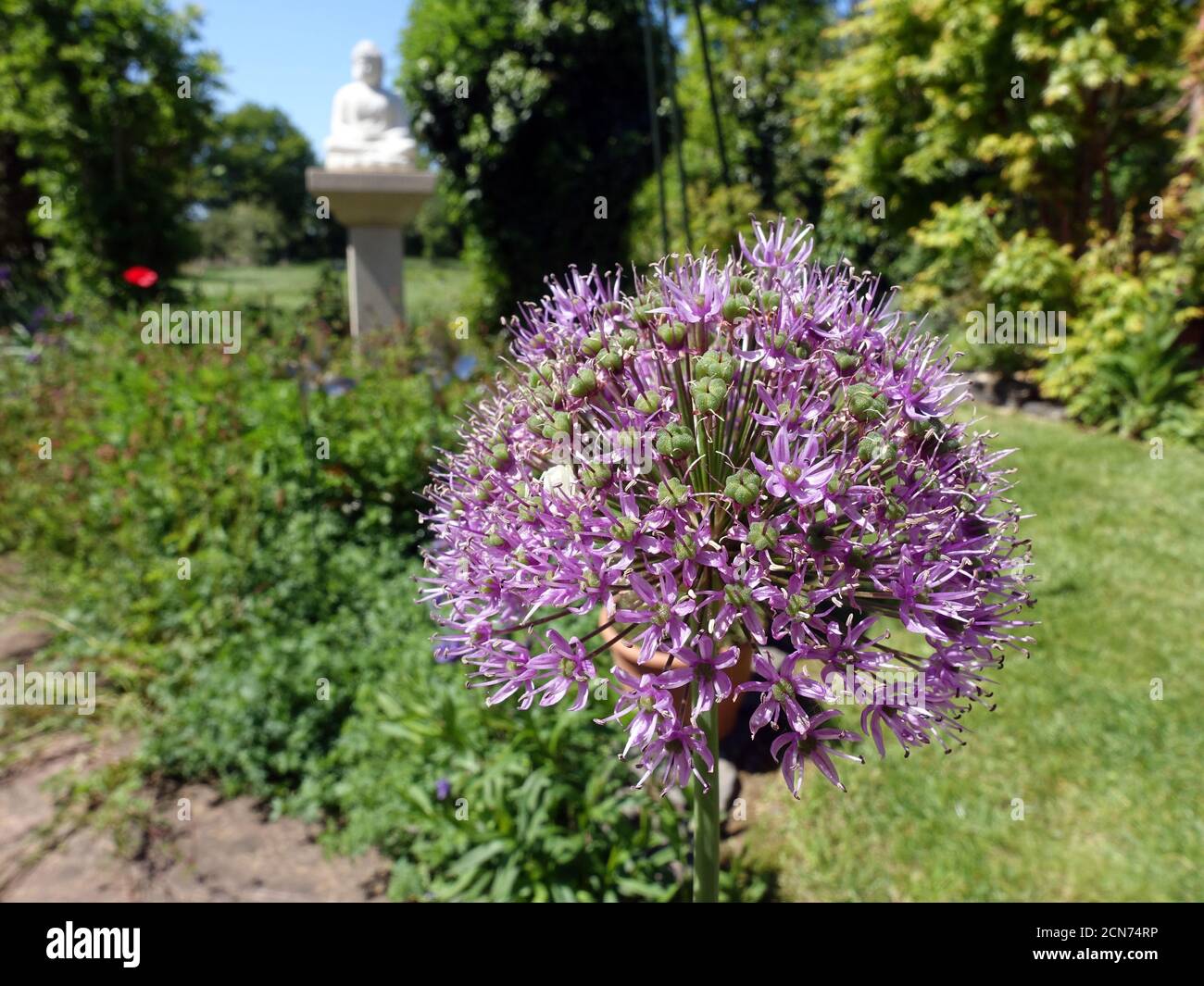 Inflorescence of the giant onion (Allium giganteum) on the garden pond Stock Photo