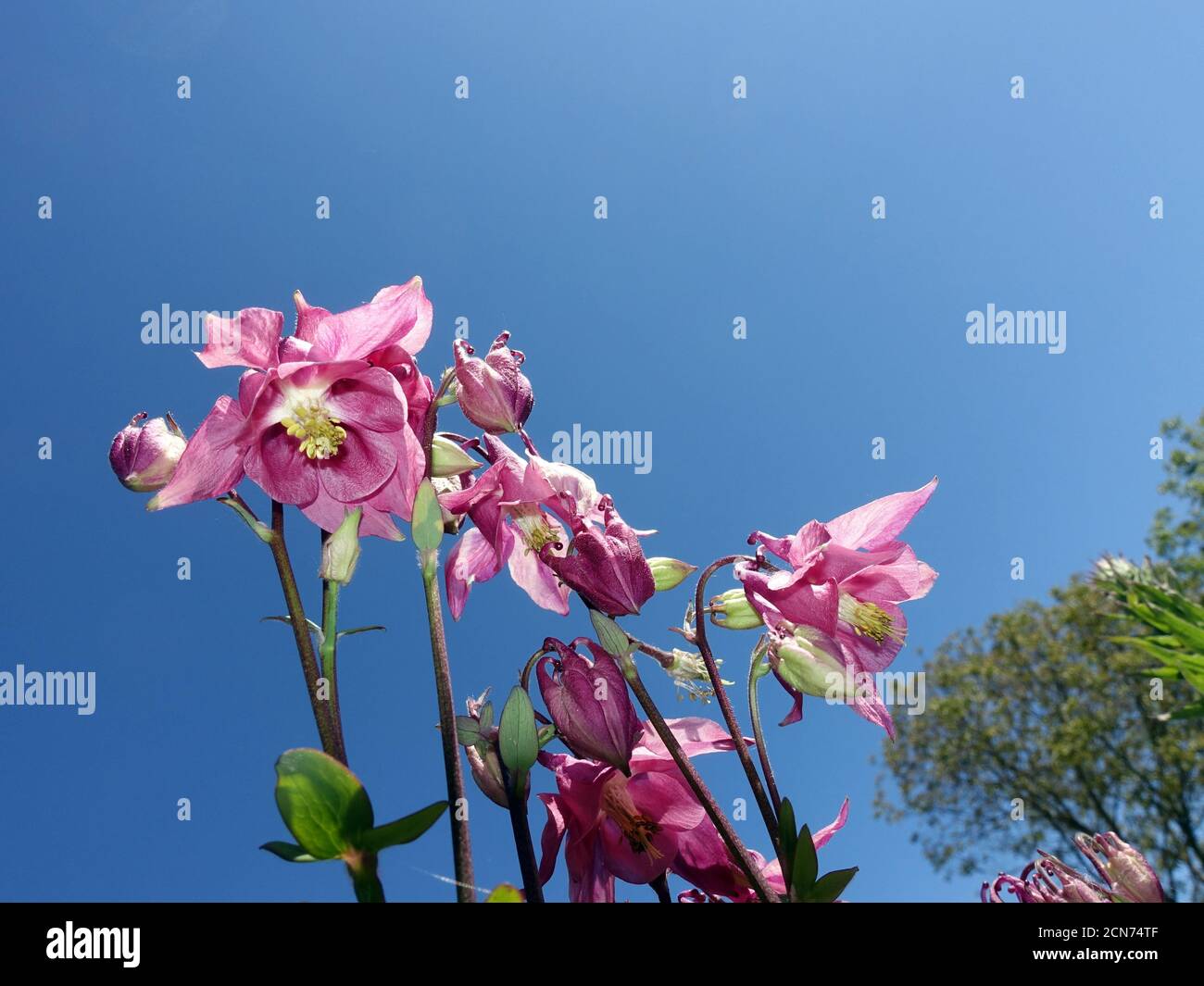 Common columbine (Aquilegia vulgaris), pink hybrid in the garden Stock Photo