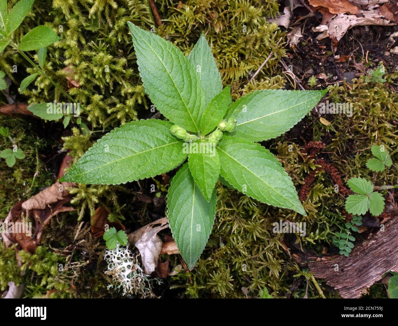 dog's mercury (Mercurialis perennis), young plant with flower buds Stock Photo