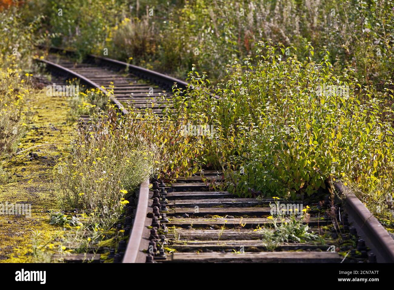 Overgrown tracks, industrial nature in the Duisburg-Nord landscape park, Duisburg, Germany, Europe Stock Photo