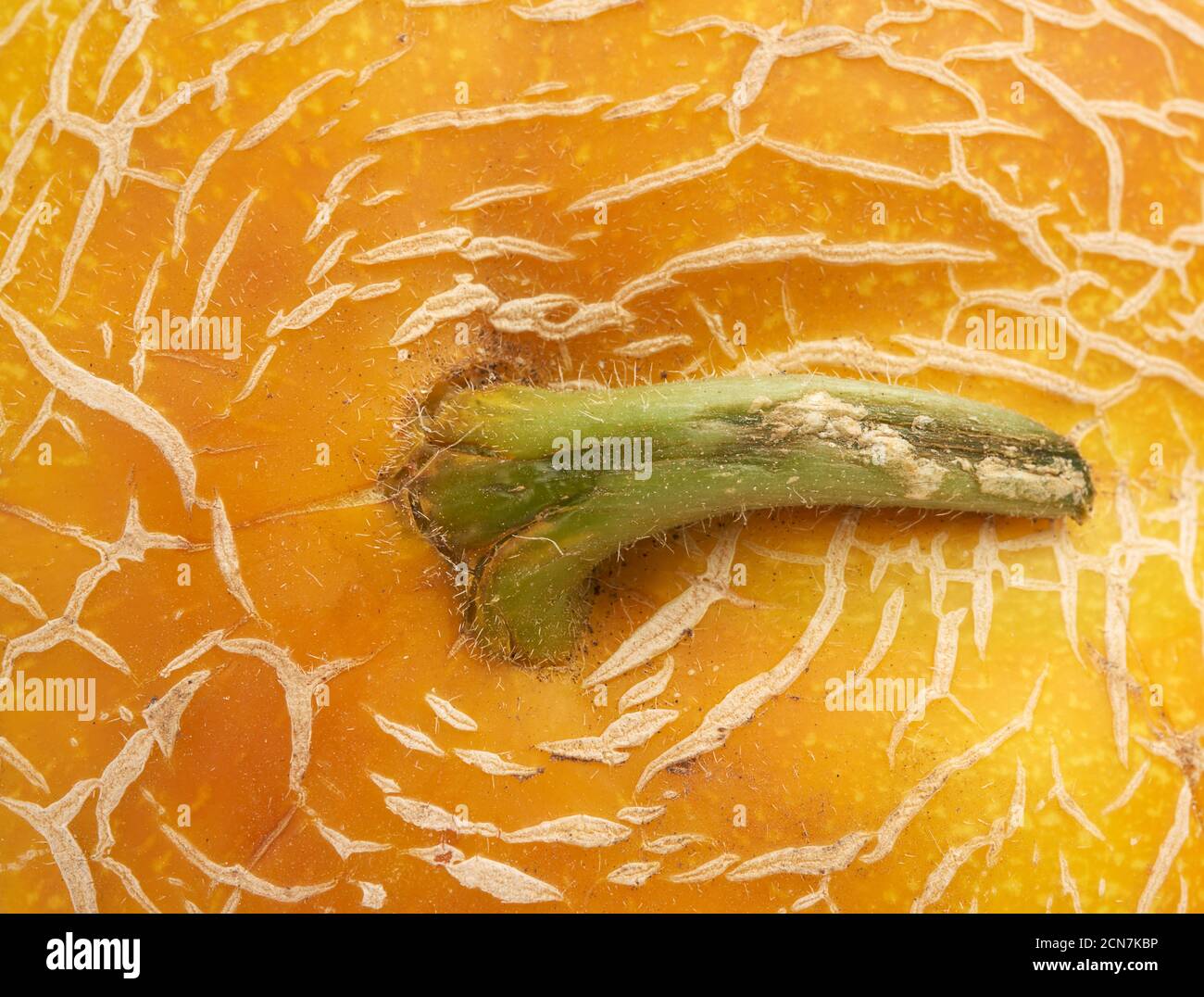 yellow ripe melon texture, full frame Stock Photo