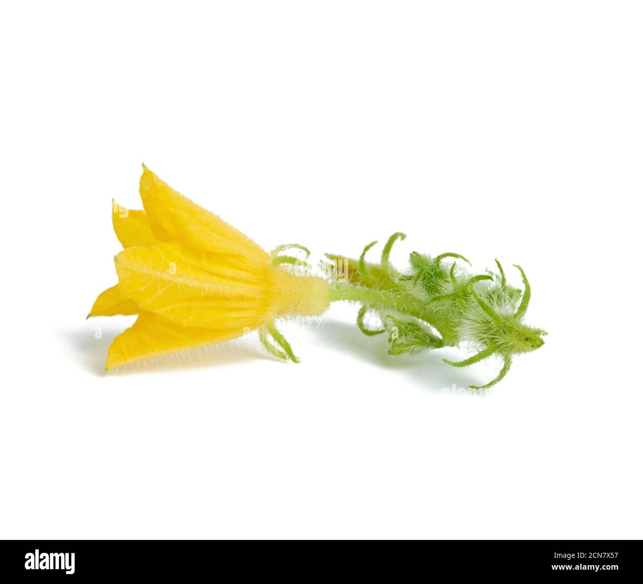yellow cucumber flower isolated on white background Stock Photo