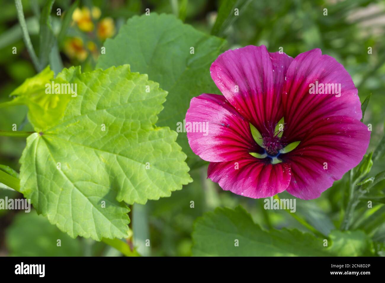 Bloom of a Mallow Stock Photo