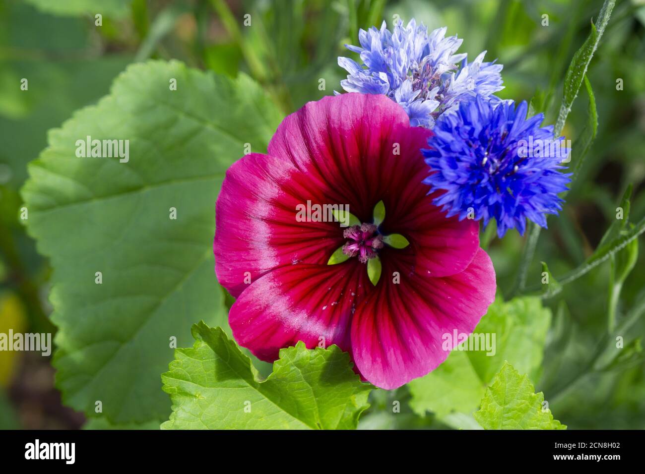 Bloom of a Mallow Stock Photo
