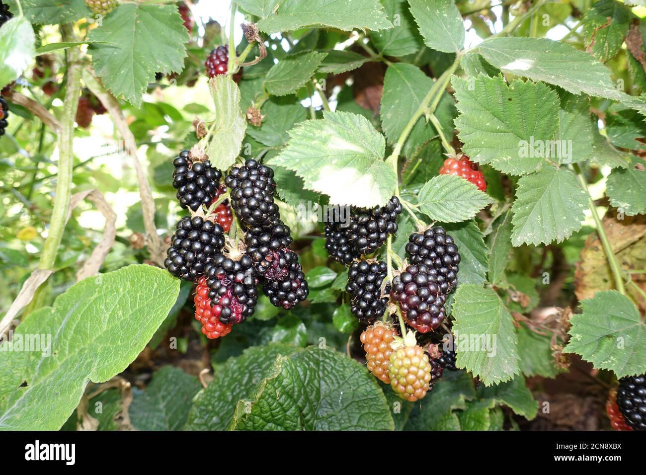 Shrub with blackberries (Rubus spec.) - fruits in different degree of ripeness Stock Photo