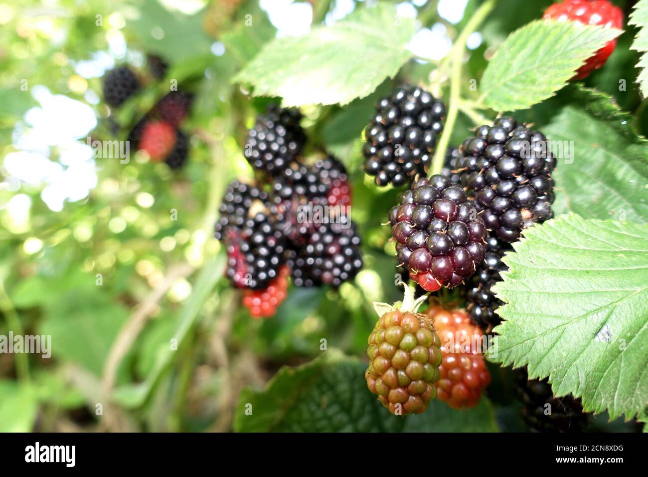 Shrub with blackberries (Rubus spec.) - fruits in different degree of ripeness Stock Photo