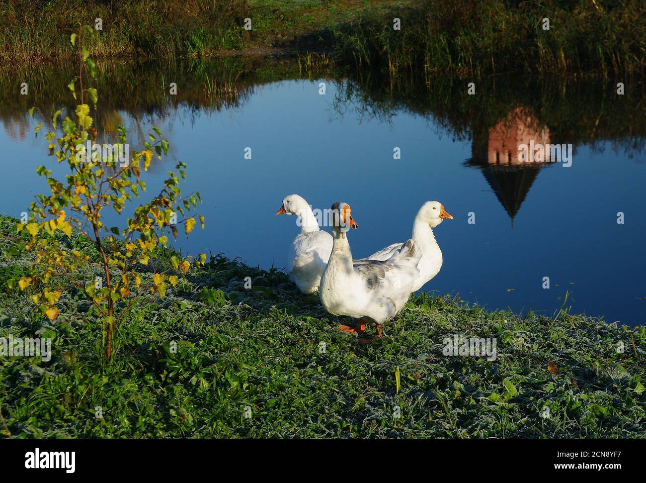 Three white geese on the river Stock Photo