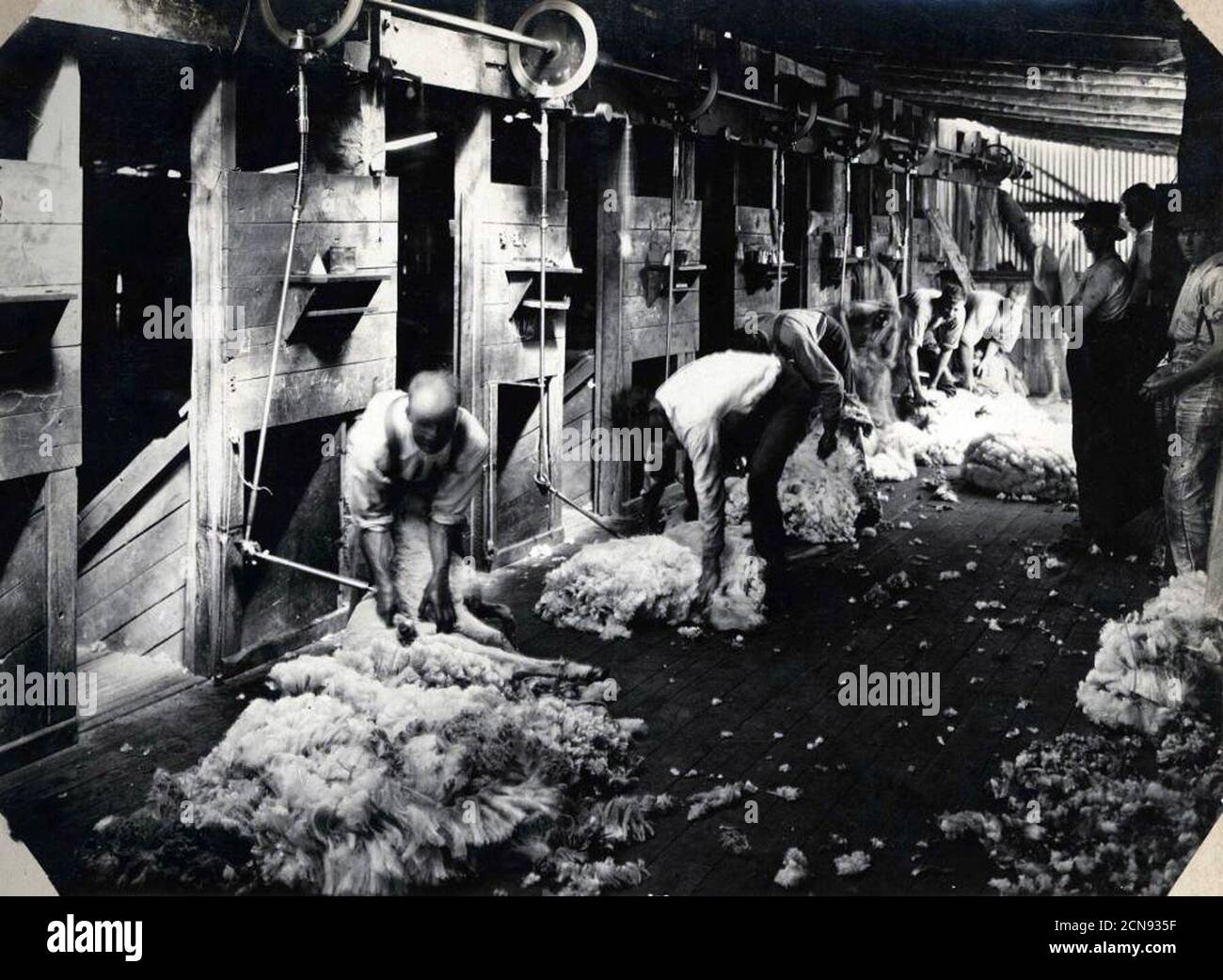 Sheep shearing historical hi-res stock photography and images - Alamy