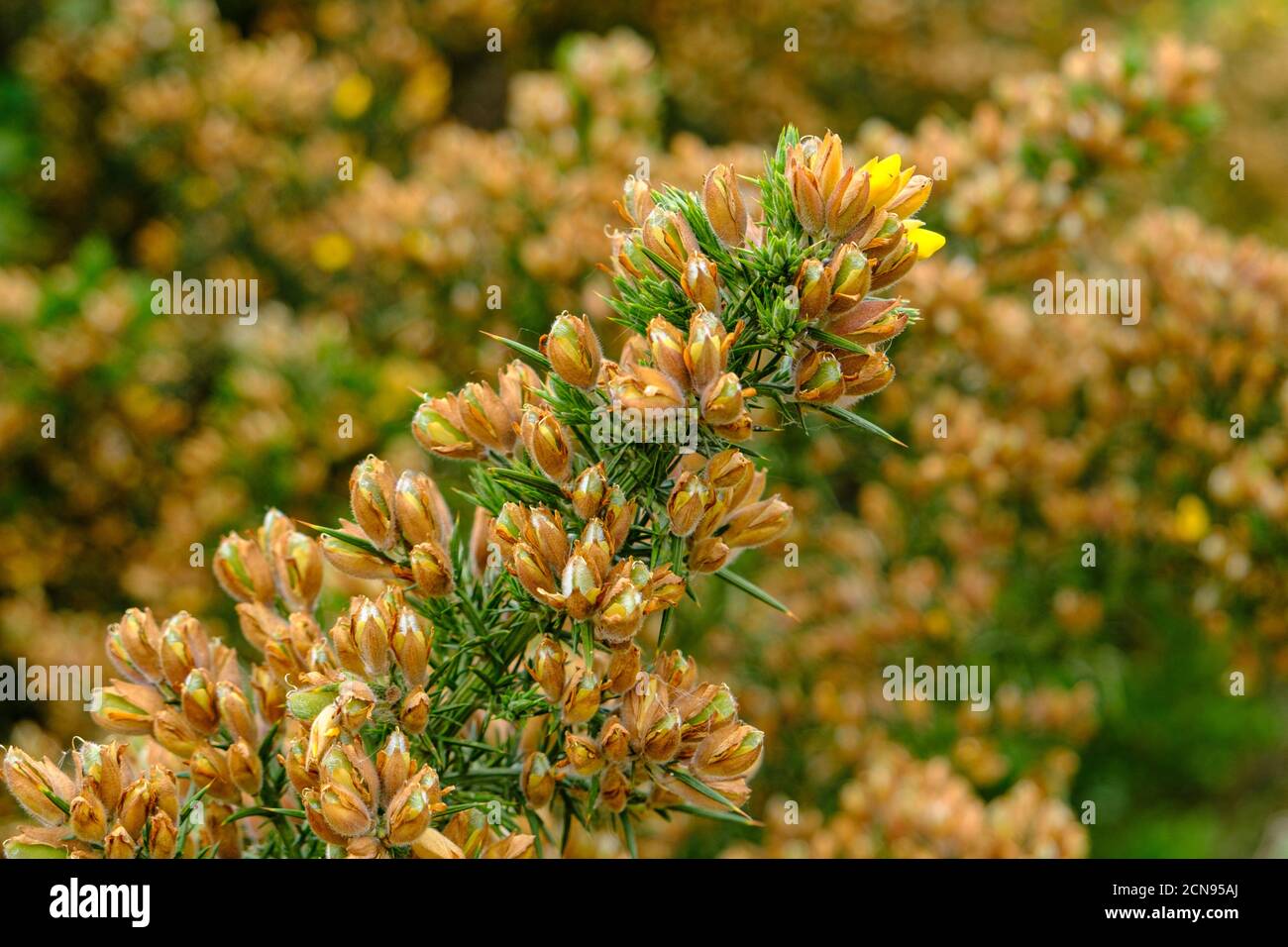 Gorse flower bushes with the yellow tip just starting to bloom. Taken at Ruislip Woods Nature Preserve, Hillingdon,  Northwest London, England. Stock Photo