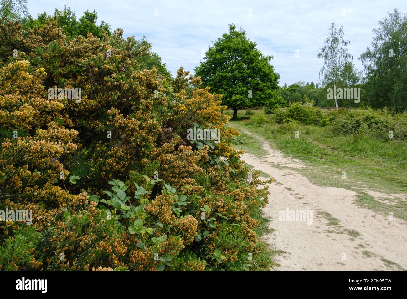 Gorse flower bush in right foreground with dirt path leading to trees, grass and fields at Ruislip Woods Nature Preserve, Northwest London, England. Stock Photo