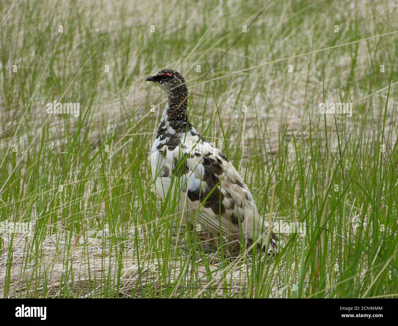Northern partridge in Iceland. Bird Lagopus mutus among green grass. Male of Ptarmigan. Rock ptarmigan is seasonally camouflaged. Stock Photo
