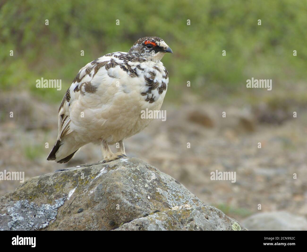 Northern partridge sitting on the stone in Iceland. Lagopus mutus. Male of Ptarmigan. Rock ptarmigan. White-tailed Ptarmigan. Grouse. Stock Photo