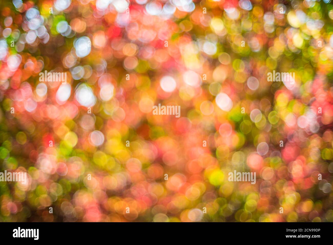 Autumn background with a beautiful multi-colored sunny bokeh. Stock Photo