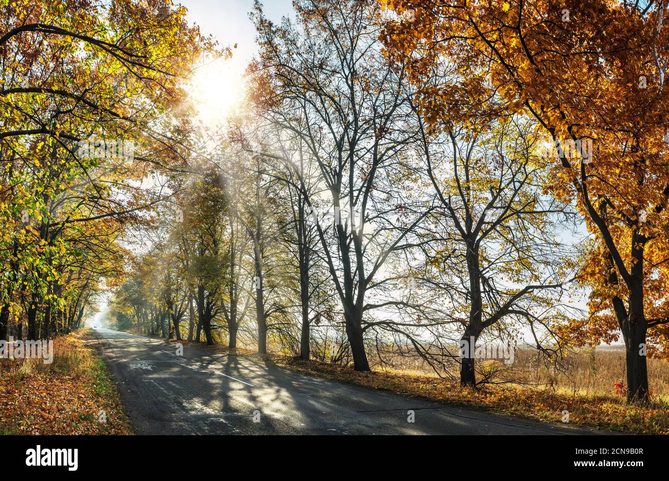 Beautiful autumn landscape with the yellow - orange trees, road and the sun's rays of the setting sun. Stock Photo