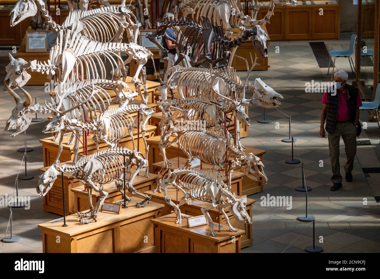 Visitors wearing PPE observe the palaeontology collections at the Oxford University Museum of Natural History, during preview opening day. Visitors are being welcomed back once more after the museum was closed due to the coronavirus pandemic. Stock Photo