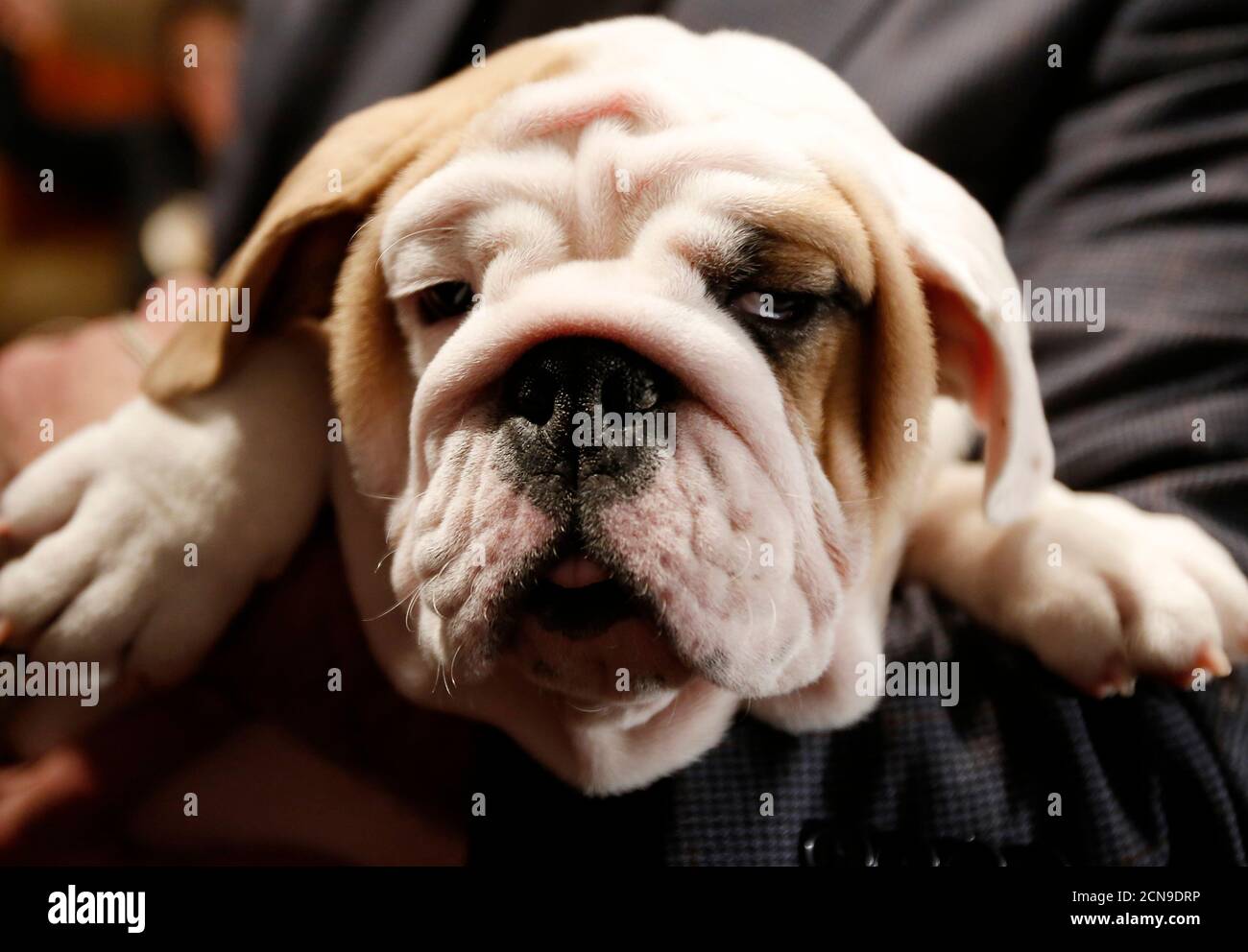 old time bulldog high resolution stock photography and images alamy