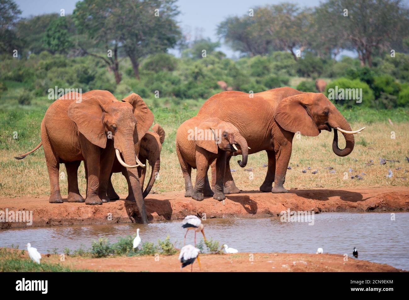 Family of elephants drinking water from the waterhole Stock Photo