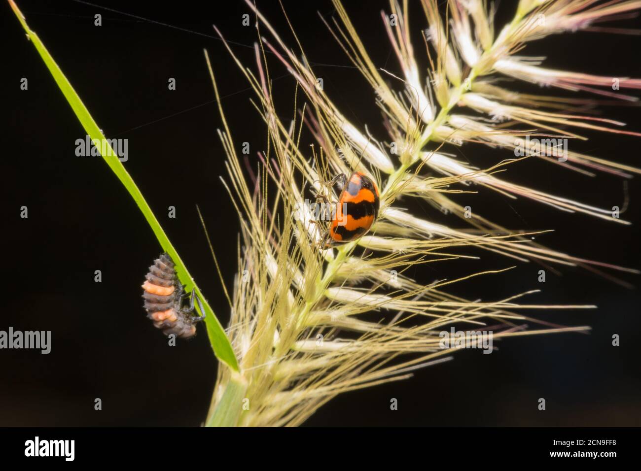 Macro of Ladybug hide on dry pollen in nature.Selective focus Stock Photo