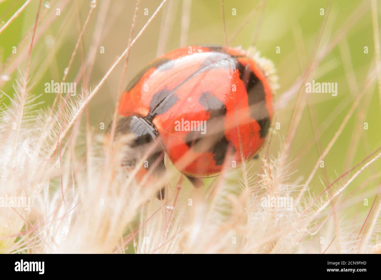 Macro of Ladybug hide on dry pollen in nature.Selective focus Stock Photo
