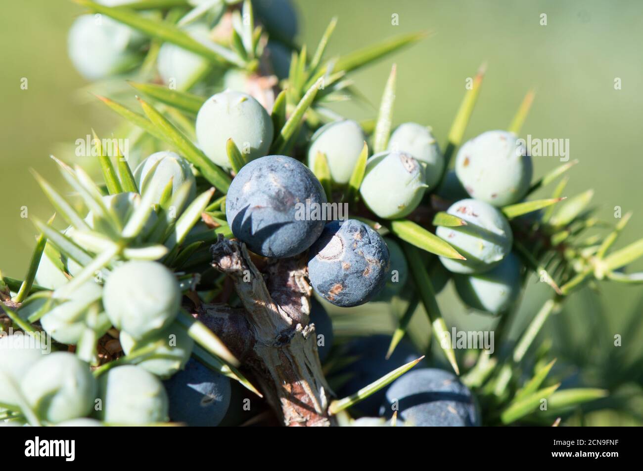 Close up of Juniper plant branch full with berries, Juniperus communis, from Europe, Croatia Stock Photo