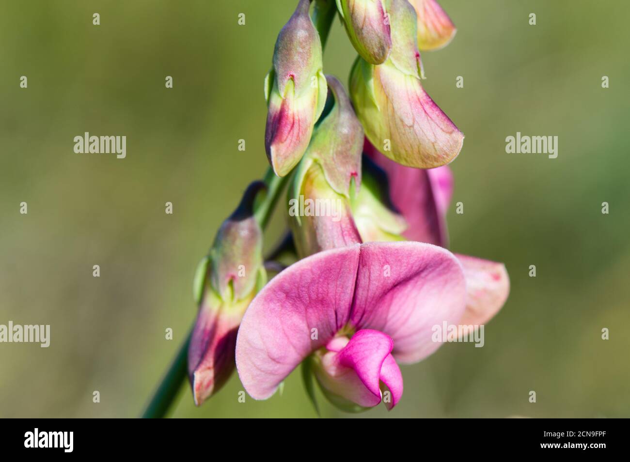 Edible wild plant, flat pea, Lathyrus sylvestris in Europe, Croatia, beautiful pink flowers Stock Photo