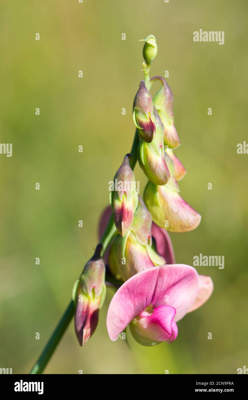 Edible wild plant, flat pea, Lathyrus sylvestris in Europe, Croatia, beautiful pink flowers Stock Photo