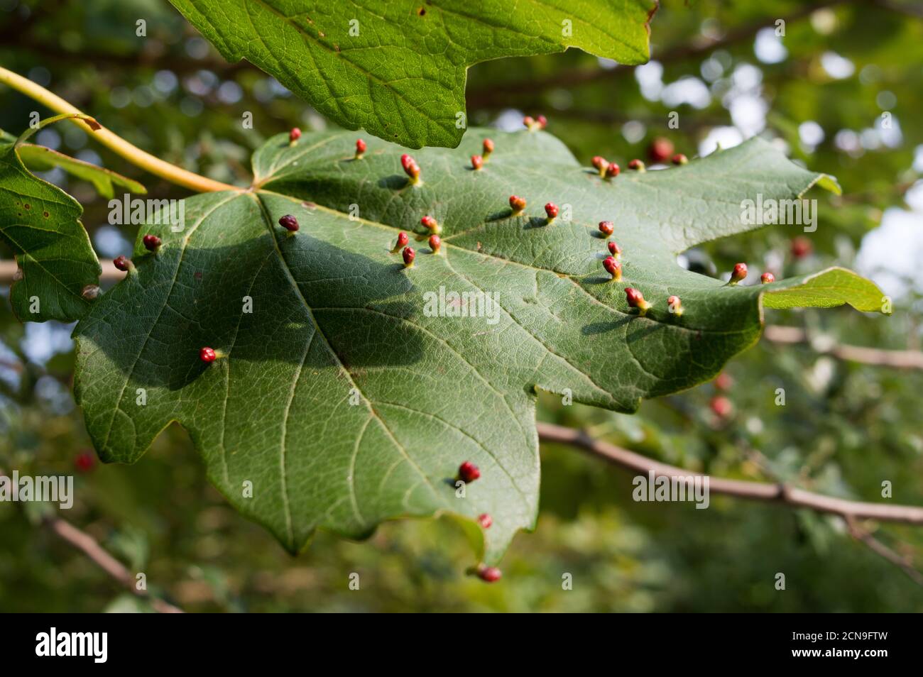 Maple tree infestation by the gall mites causing red bumps on leaves; maple gall mites or eriophyidae Stock Photo