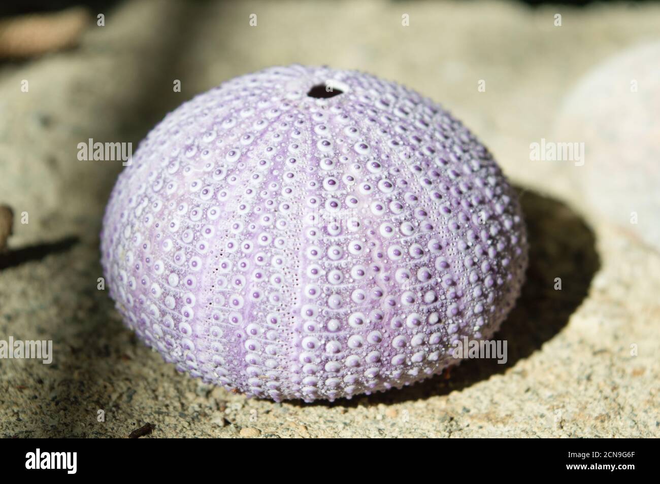 sea urchin test