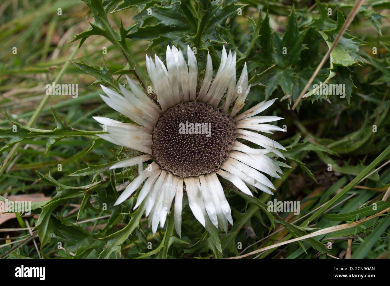 Beautiful white wildflower, stemless carline thistle or silver thistle, Carlina acaulis in the forest in Croatia, taken in late summer Stock Photo