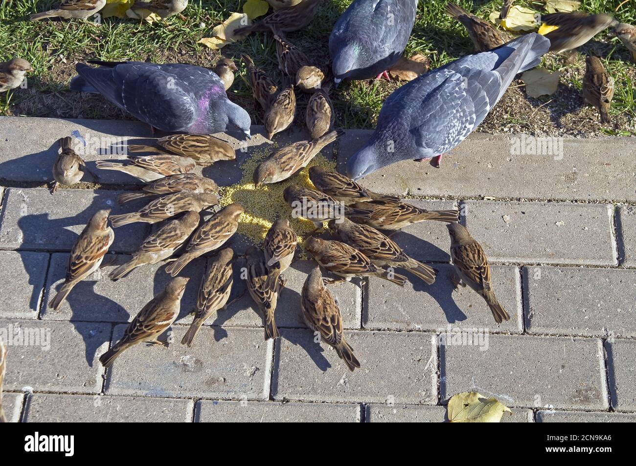 The birds peck the grain. Stock Photo
