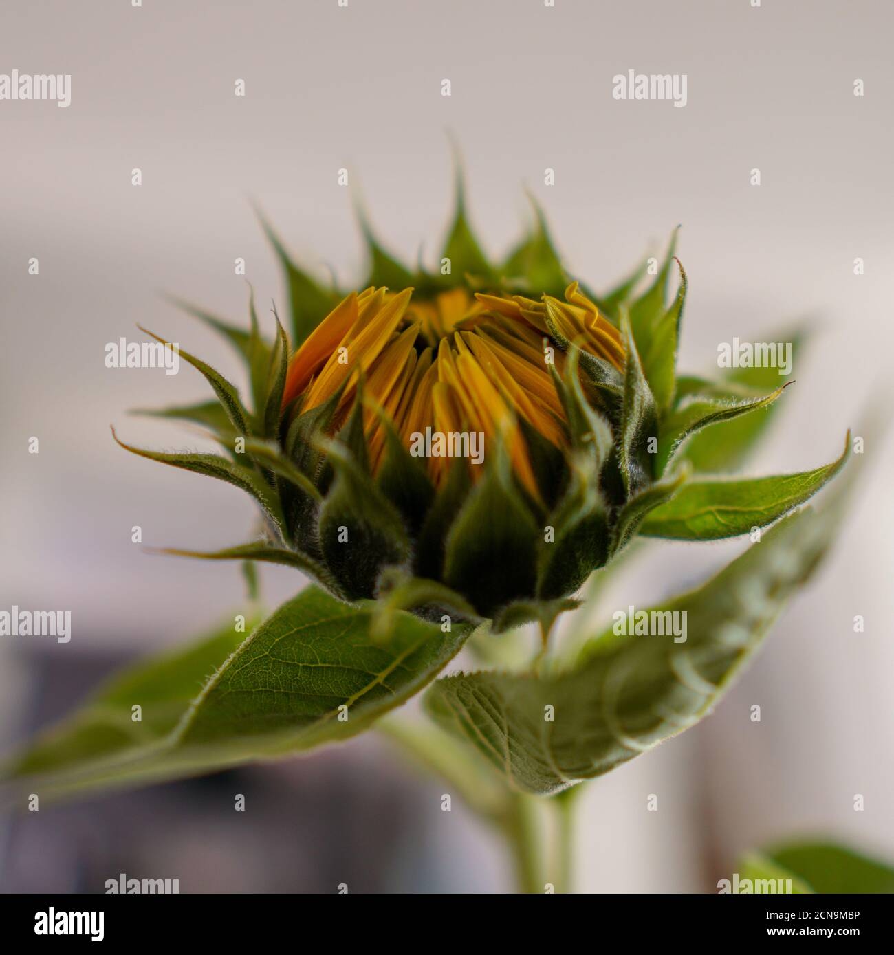 Macro shot of a beautiful sunflower bud Stock Photo